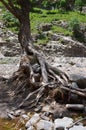 Flooded tree roots